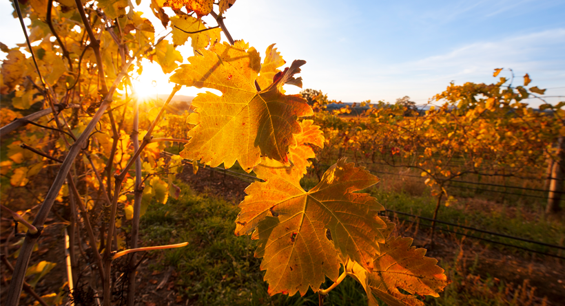 Vineyard at sunset